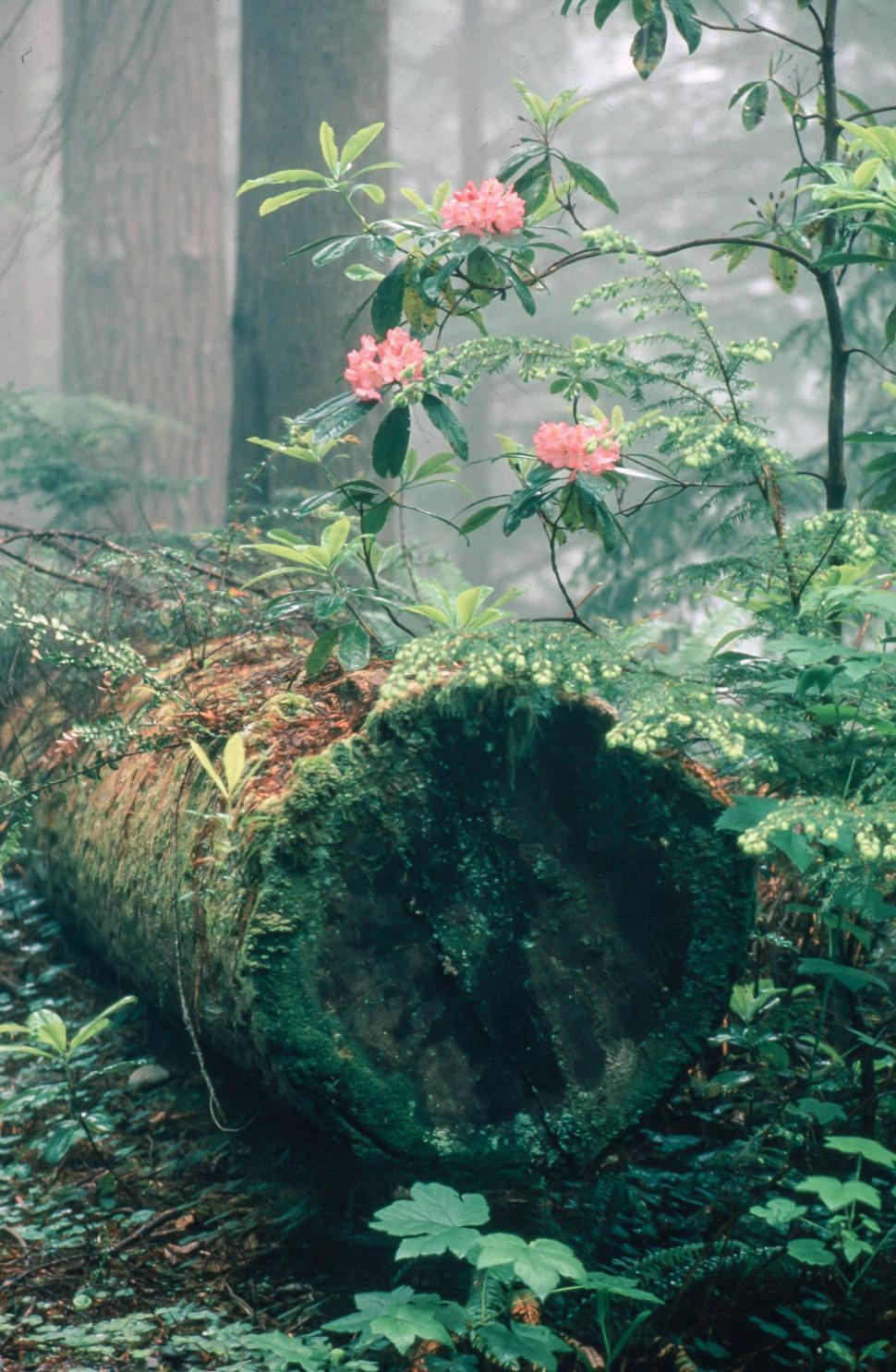 Free Image of Rhododendron Flowers in forest floor 