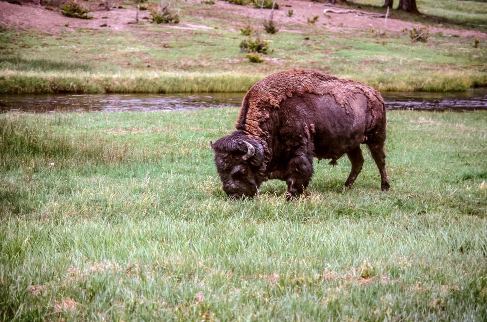 Free Image of American Bison 