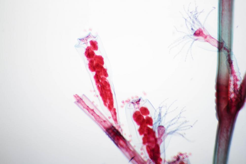 Free Image of Obelia hydroid 