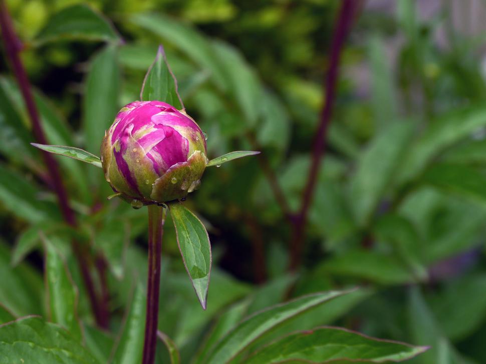 Free Image of Peony Flower Bud 