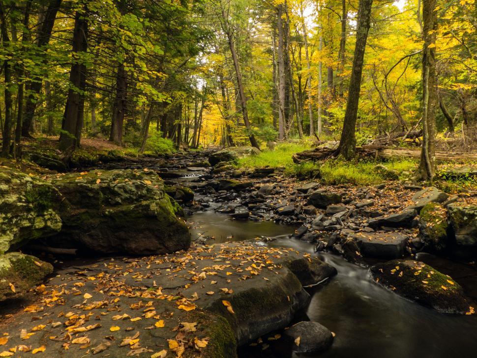 Free Image of Autumn leaves fall on Brook 