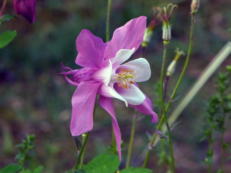 Free Image of Purple Columbine Flower 