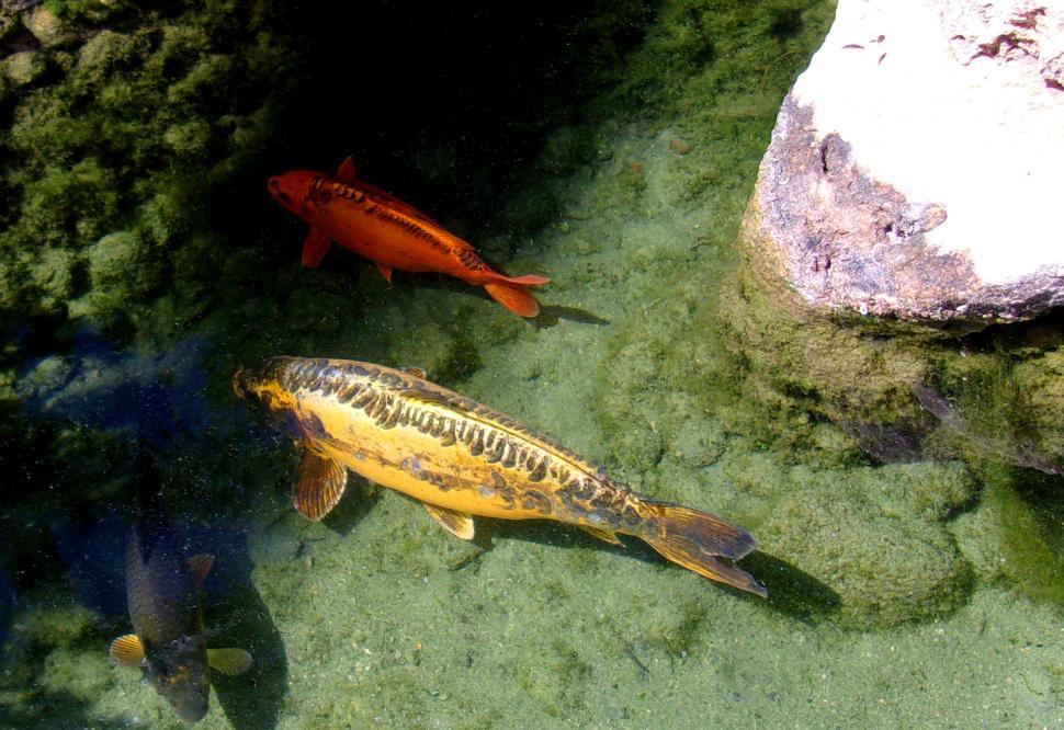 Free Image of Koi Carp Swimming in a Pond 
