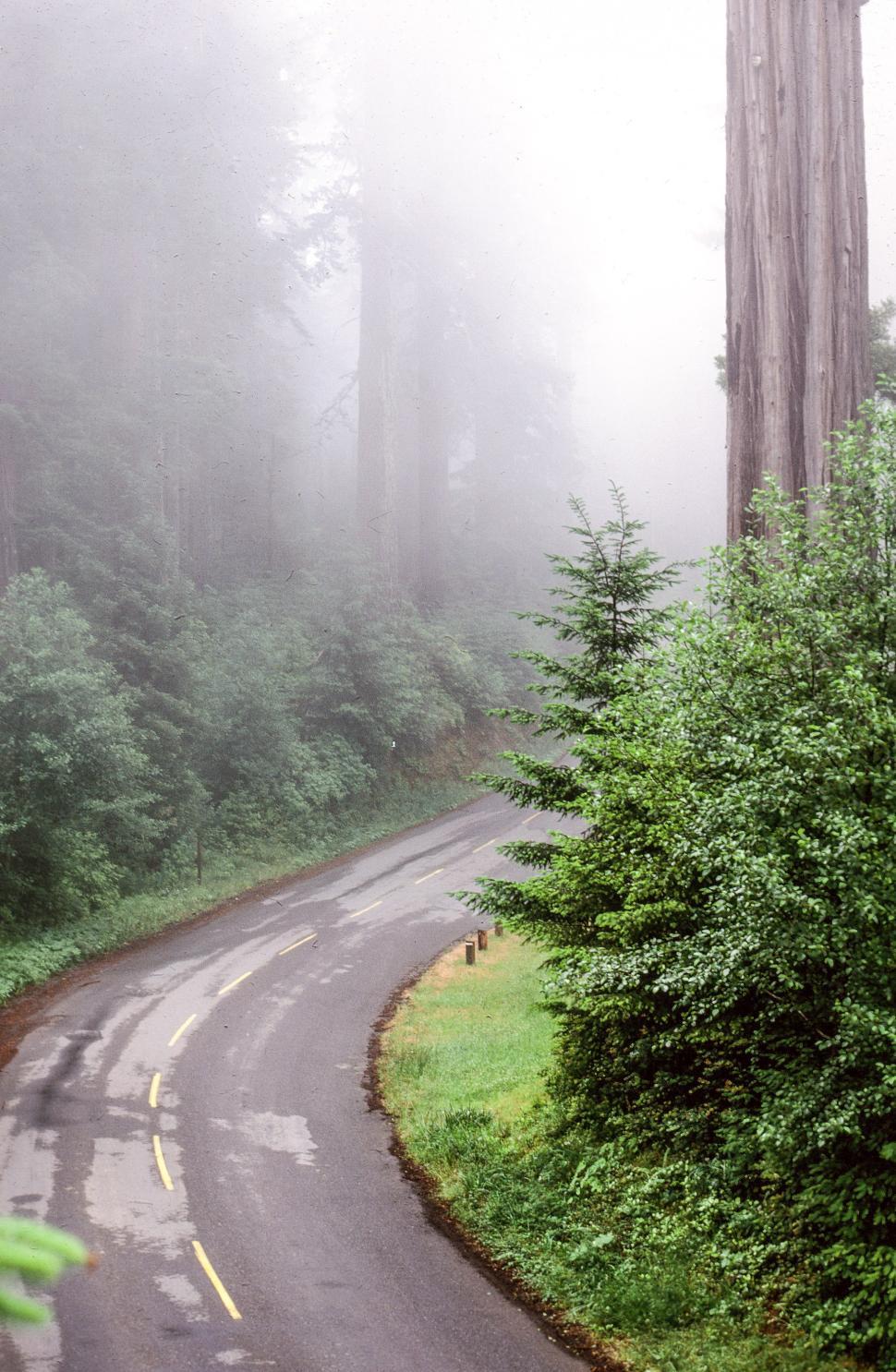 Free Image of Road in forest 