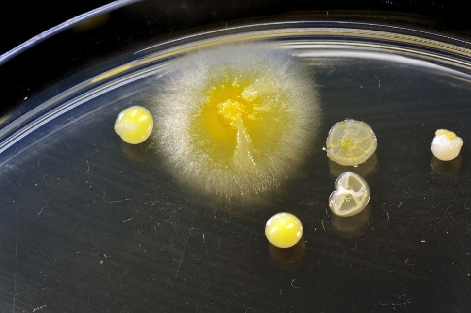 Free Image of Bacteria Growing in Dish 