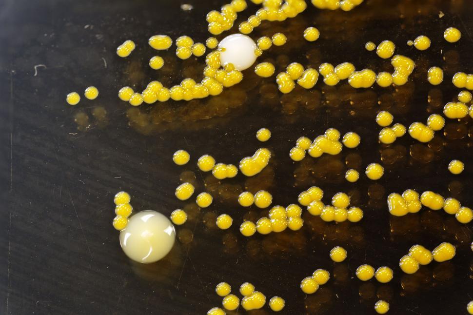 Free Image of Yellow bacteria 