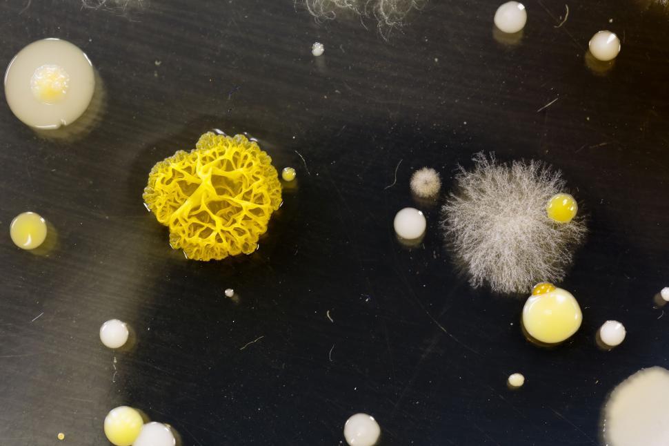 Free Image of Colorful Bacteria 