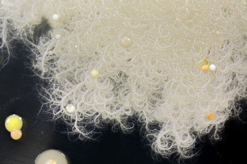 Free Image of Fungi 