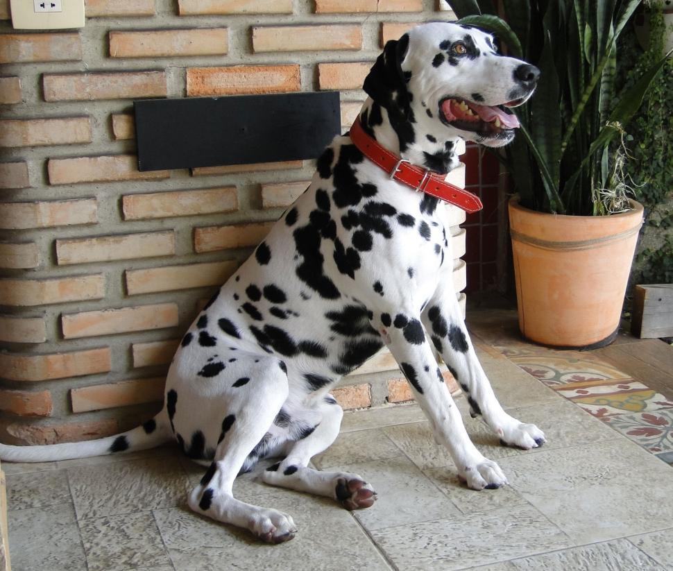 Free Image of Dalmatian Sitting 