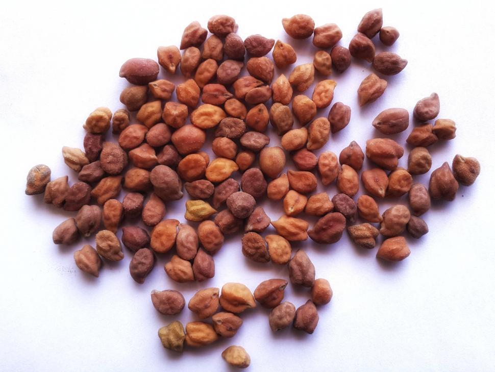Free Image of Chickpea legume  