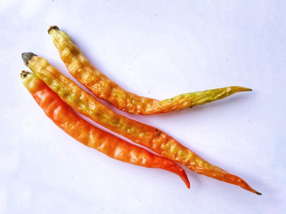 Free Image of Pepper or chilli or capsicum   