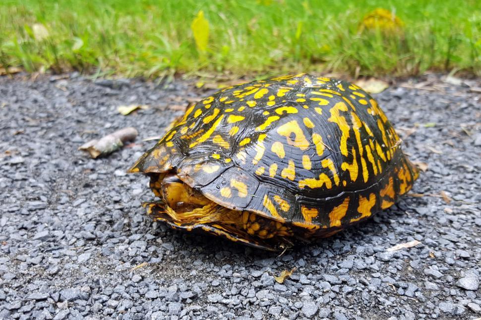 Free Image of Turtle 