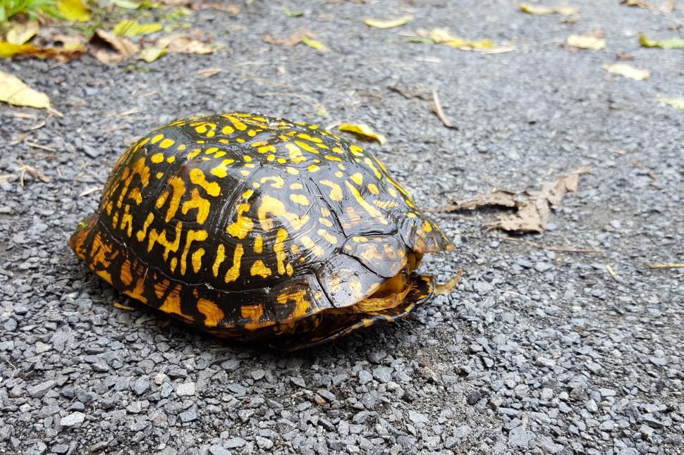 Free Image of Turtle in shell 
