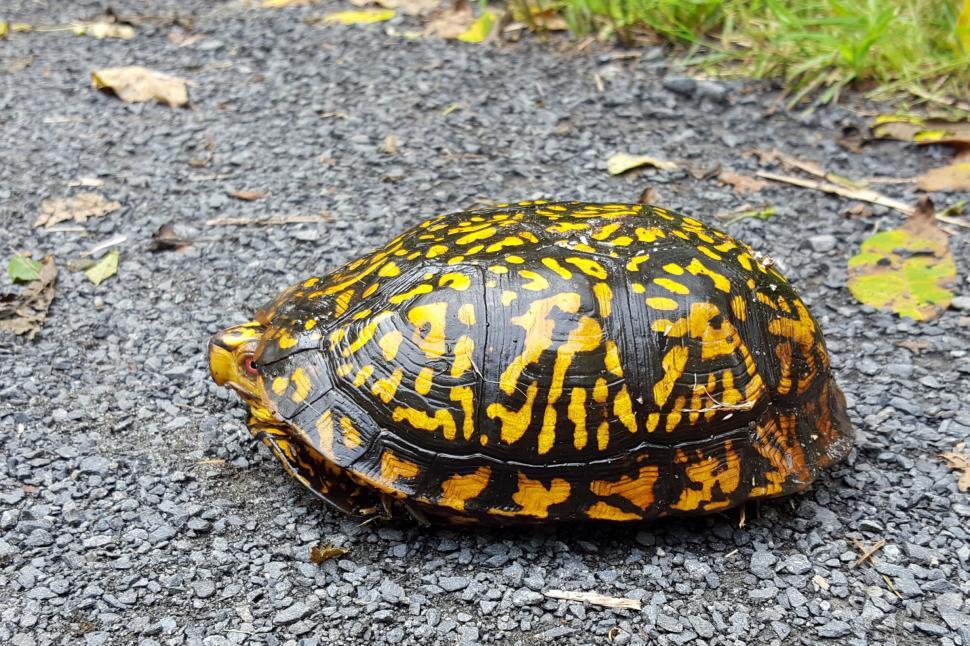 Free Image of Turtle peeks from shell 