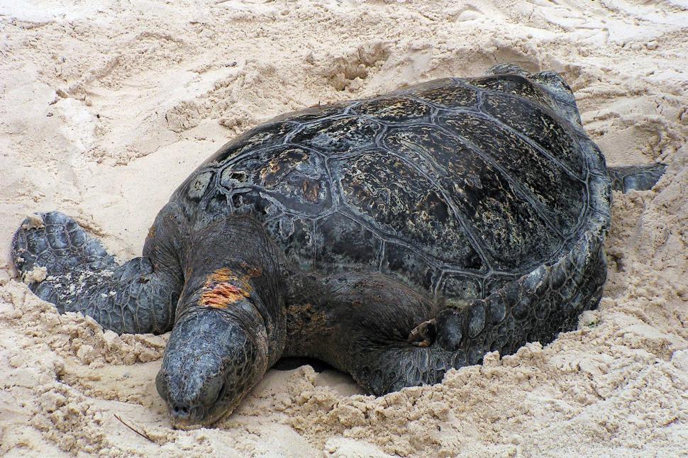 Free Image of Sea Turtle 