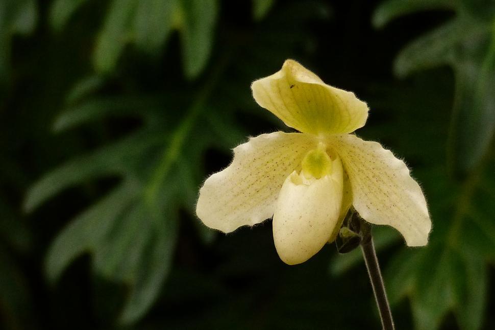 Free Image of Phragmipedium Orchid 