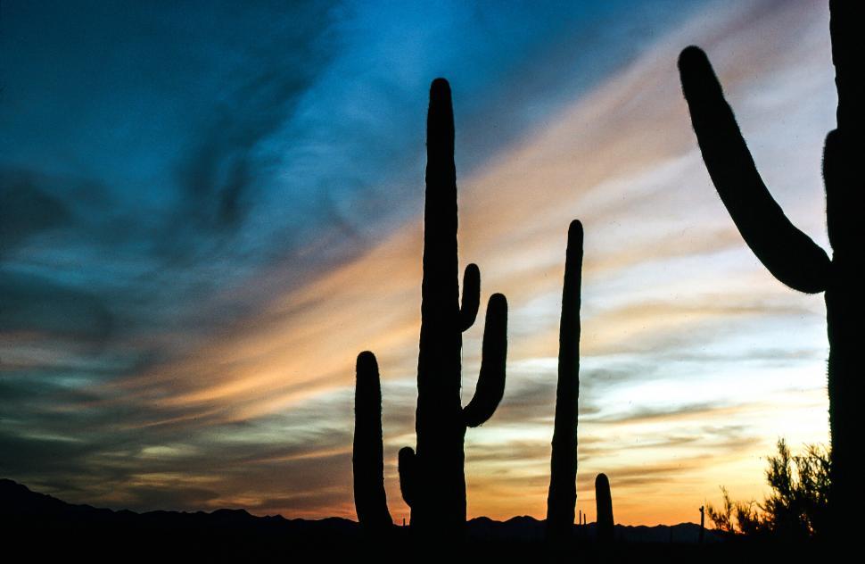 Free Image of Saguaro Cactus 