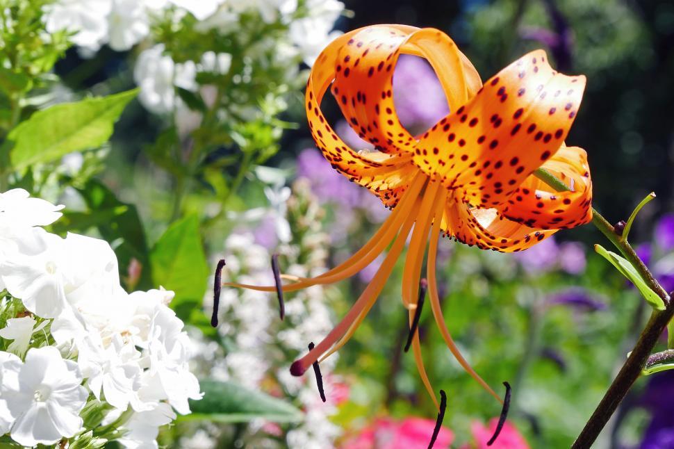 Free Image of Tiger Lily in Full Bloom 
