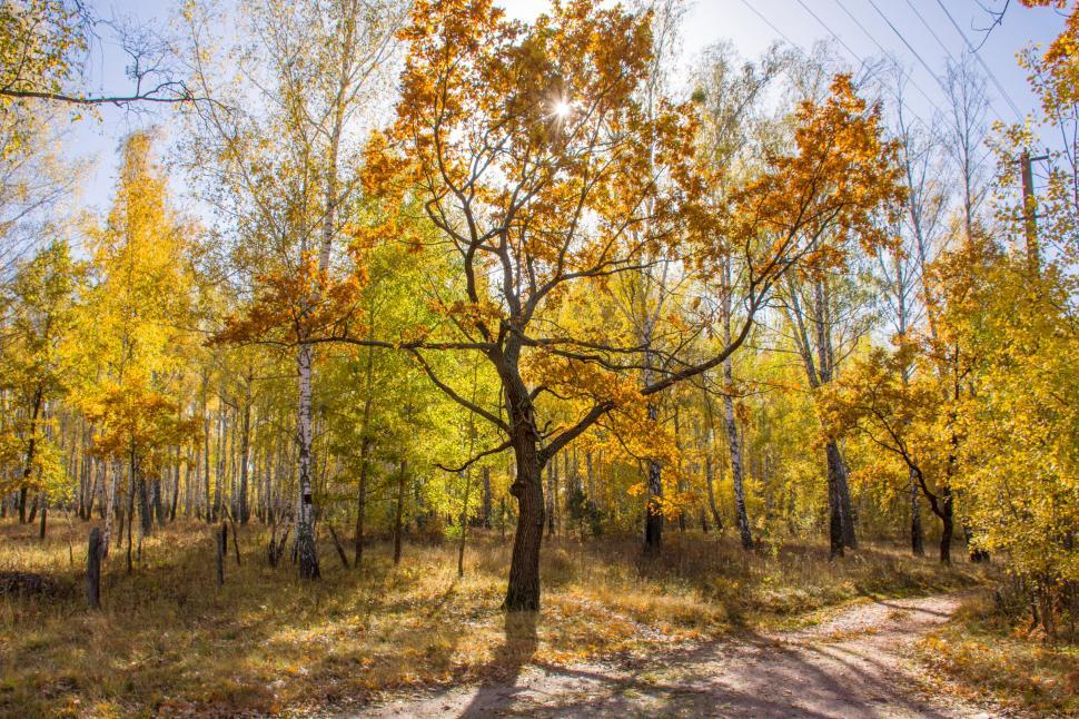 Free Image of Sunny autumn forest. Oak with yellow leaves stands in the background of the forest near the road against a blue sky and bright sun 