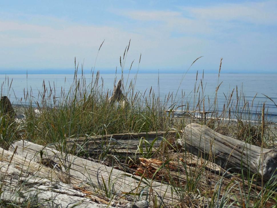 Free Image of Bear Walking on Beach 