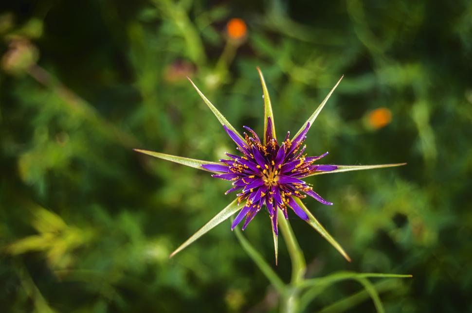 Free Image of Purple Flower Macro from above 