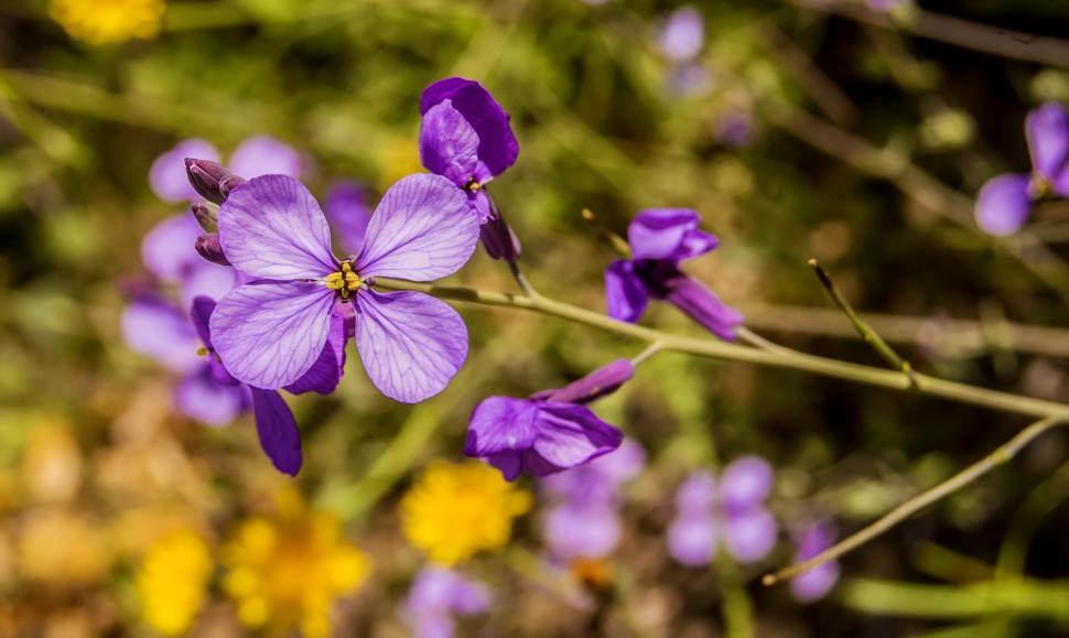 Free Image of Flower Bloom Macro Shot 