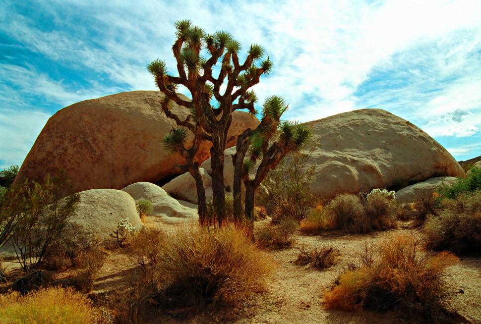 Free Image of Joshua Tree Rocks Boulders and Sky  