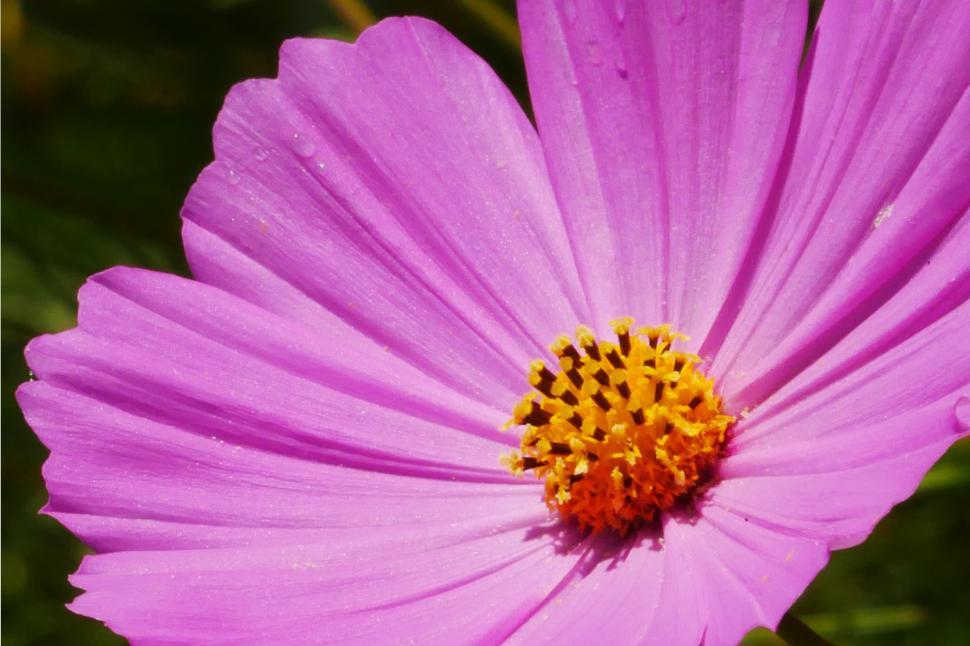 Free Image of Closeup of Pink Cosmos Flower 