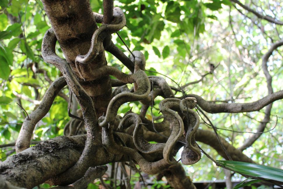 Free Image of Tangled rainforest vines  
