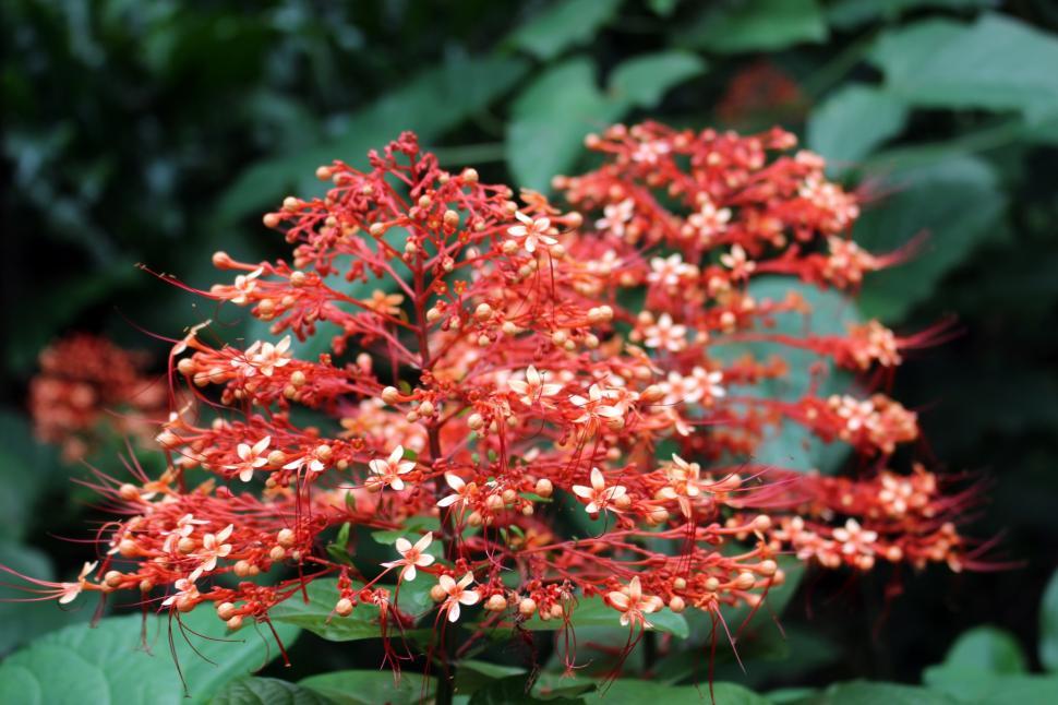 Free Image of Exotic orange forest flower  