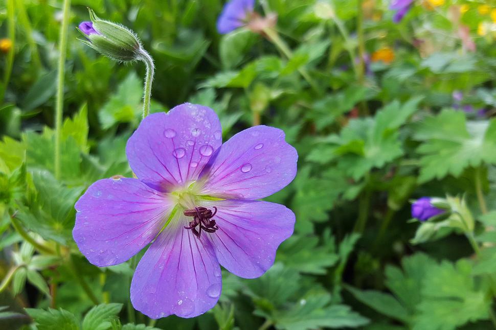 Free Image of Geranium Flower and Bud 