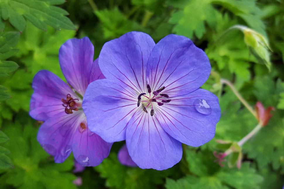 Free Image of Geranium Flowers 