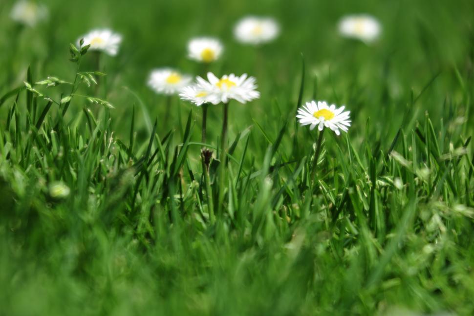Free Image of Flowers in the sun 