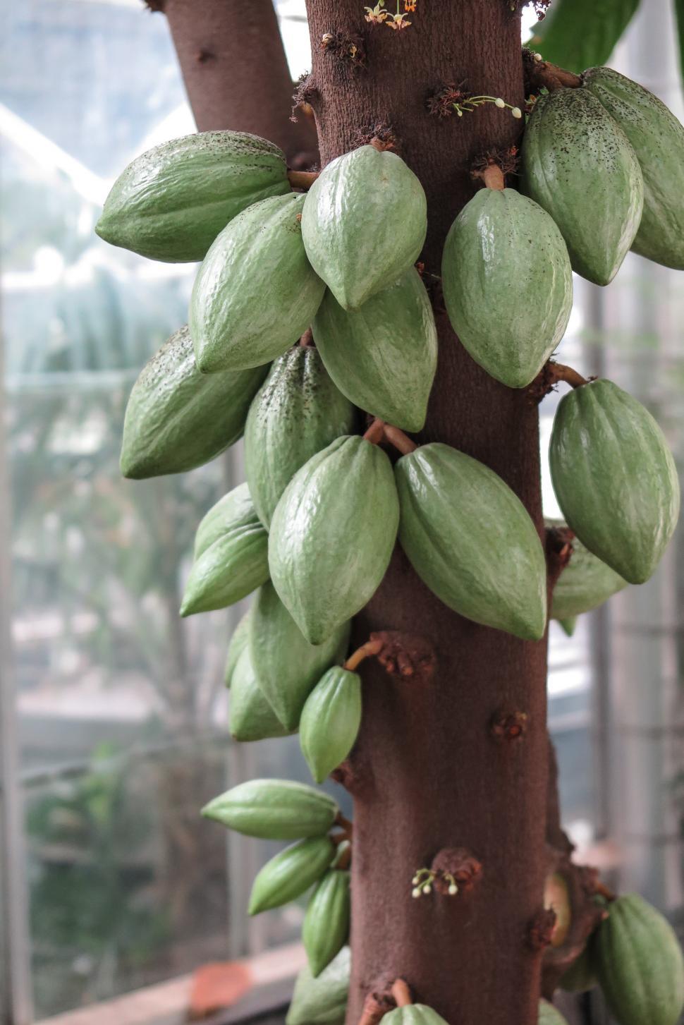 Free Image of Cocoa Beans 