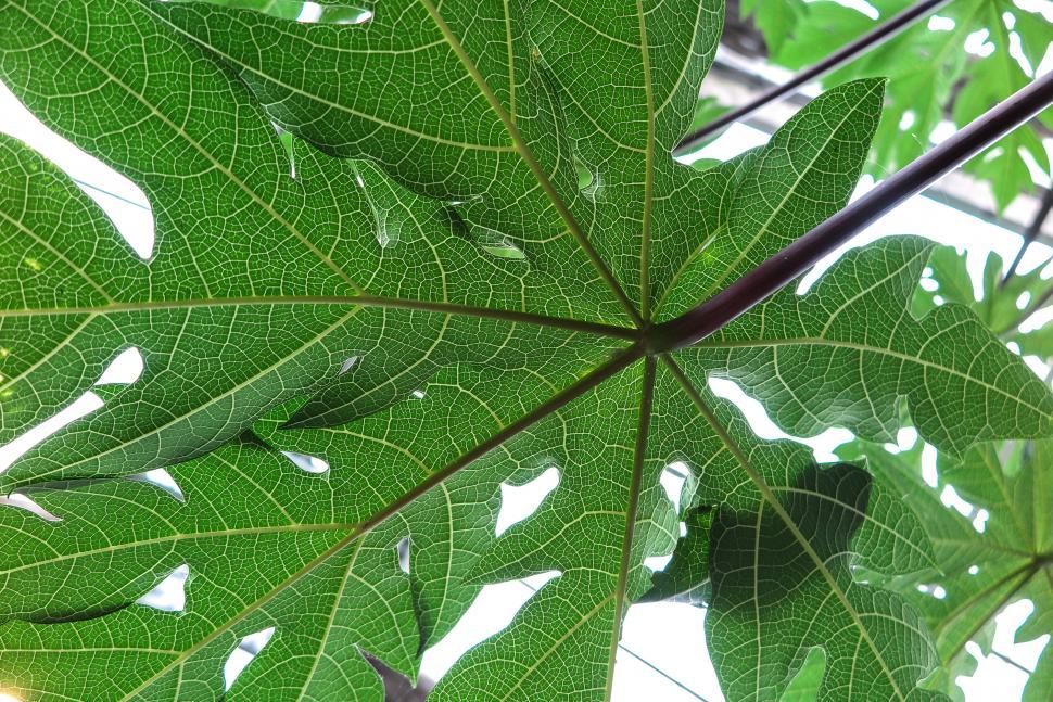 Free Image of Papaya leaf from below 