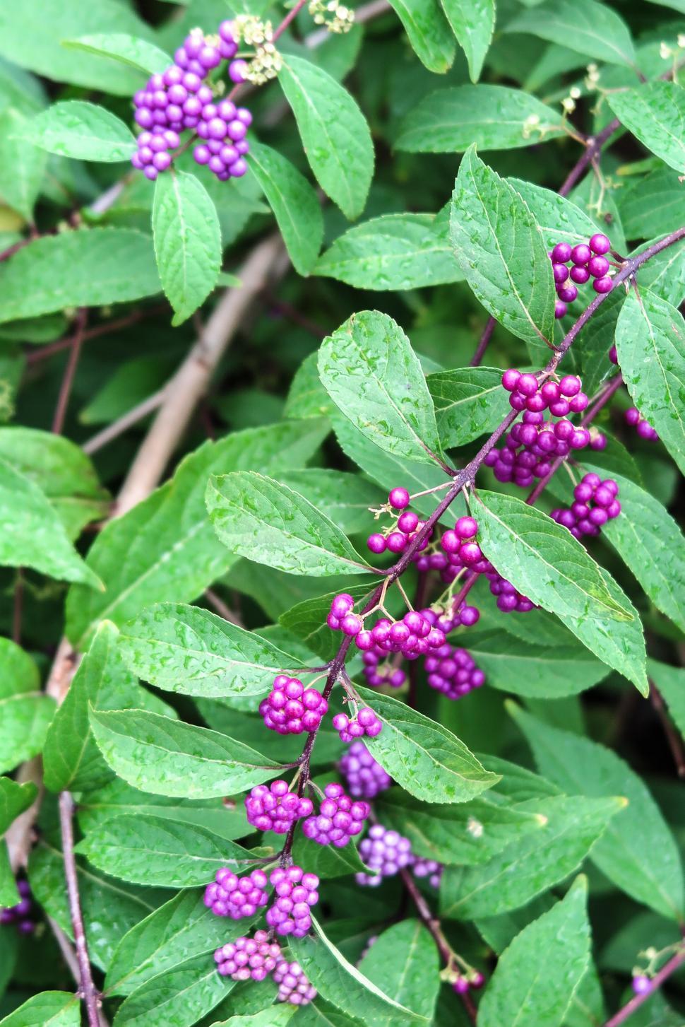 Free Image of Purple Berries 