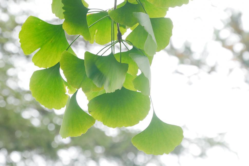 Free Image of Ginkgo Tree Leaves 