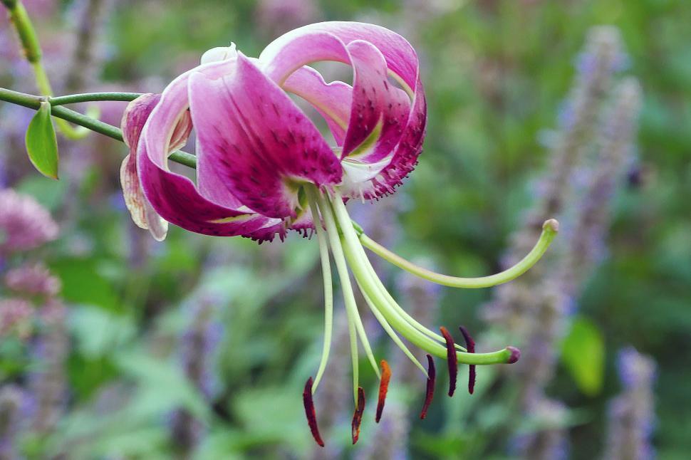 Free Image of Single Black Beauty Lily Bloom 
