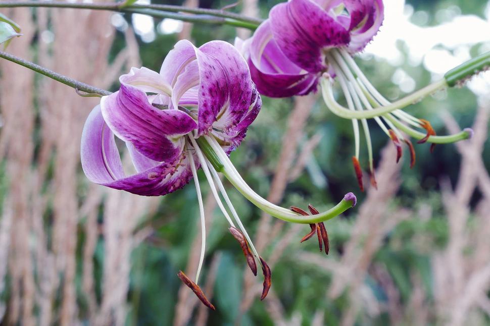 Free Image of Black Beauty Lily 