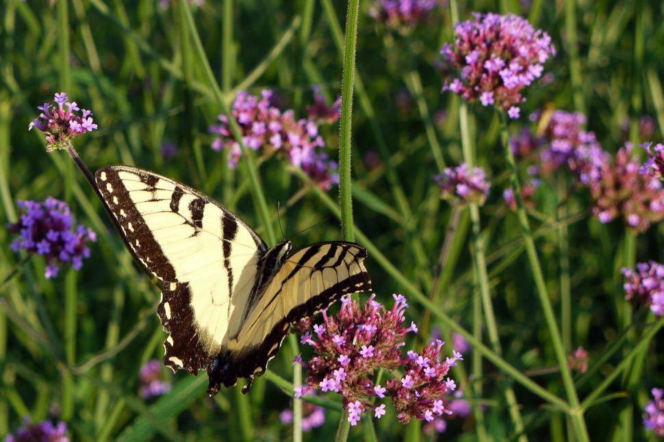 Free Image of Yellow Butterfly on Pink Flowers 