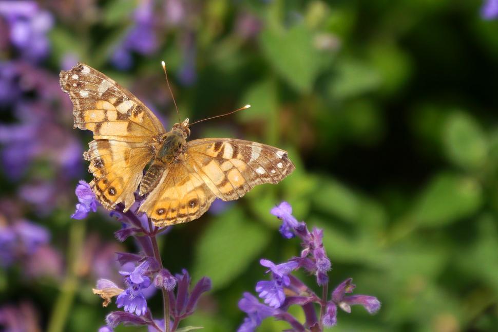 Free Image of Butterfly on Flower 