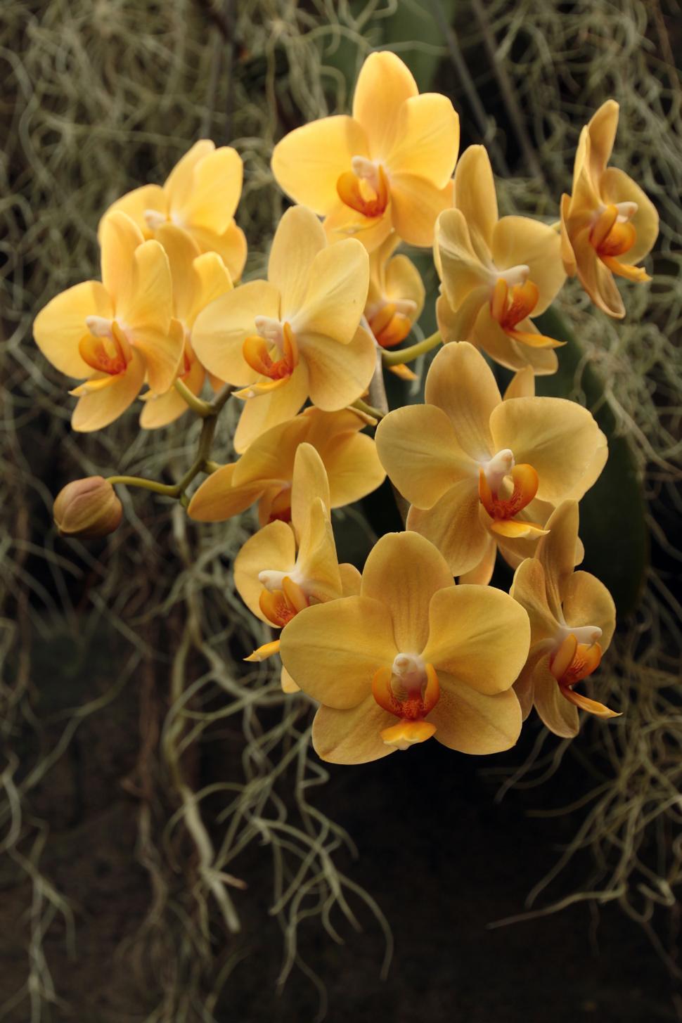 Free Image of Cluster of Orange Moth Orchids 