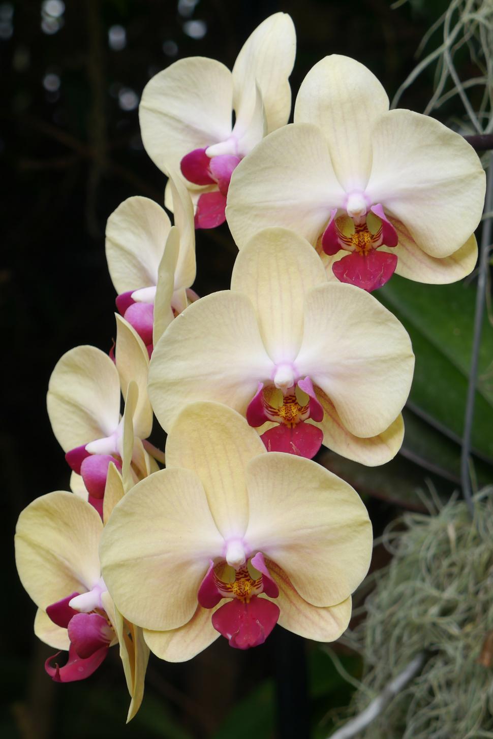 Free Image of Moth Orchids in Bloom 