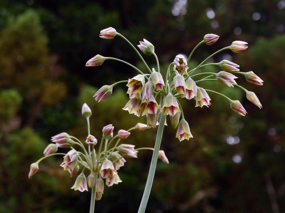 Free Image of Allium Flower Spheres Opening 
