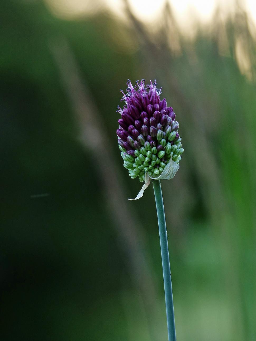 Free Image of Single Purple Allium Flower 