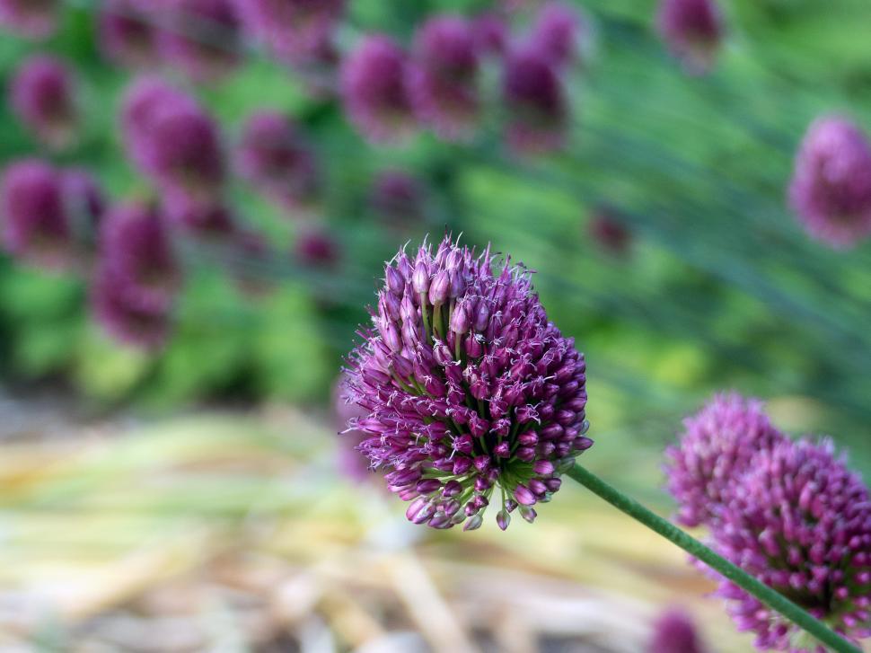 Free Image of Allium Flowers Cluster 