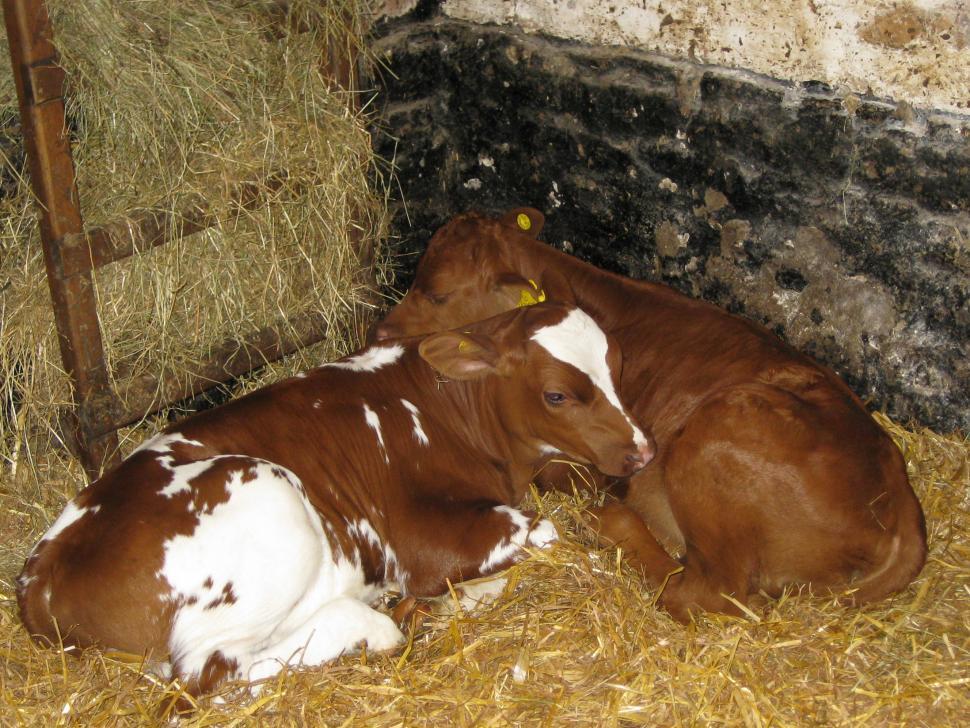 Free Image of Calf 