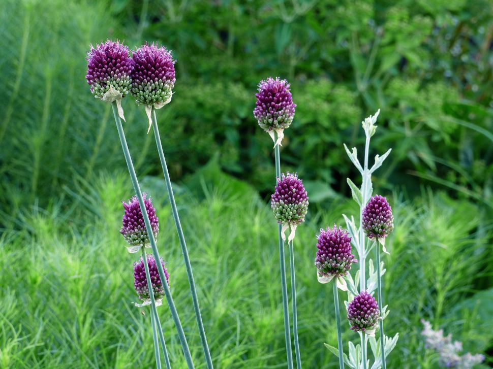 Free Image of Allium Flowers in Green Field 