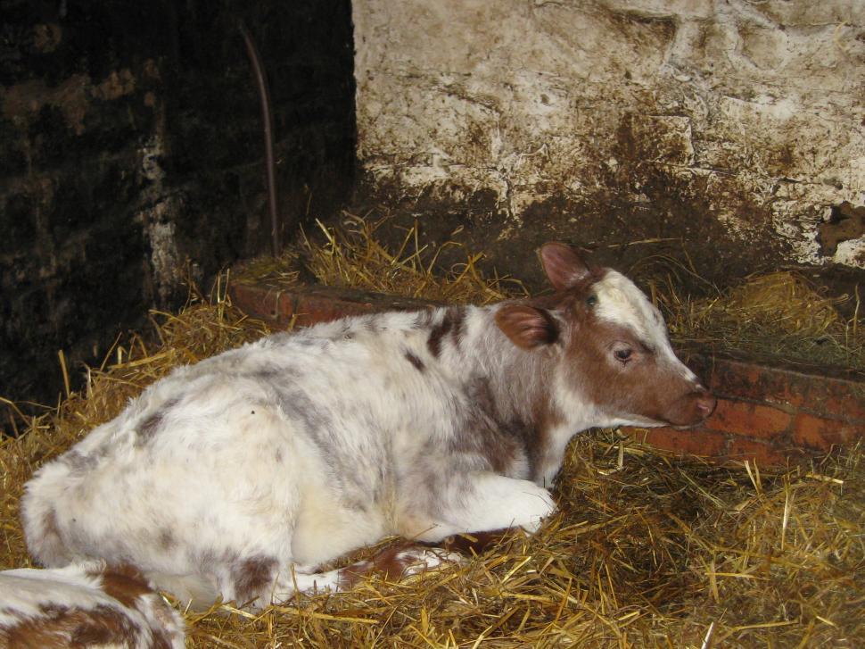 Free Image of Calf 