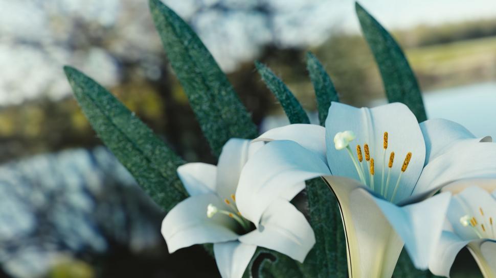 Free Image of White Flowers 